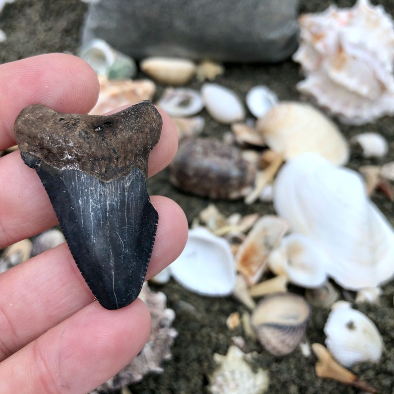 The Megalodon Fossils, Shark's Teeth & Seashell Mining Rough image 8