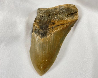 Megalodon 4.25" long Tooth, authentic shark tooth fossil