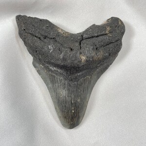 Megalodon 4&quot; long Tooth, authentic fossilized shark tooth