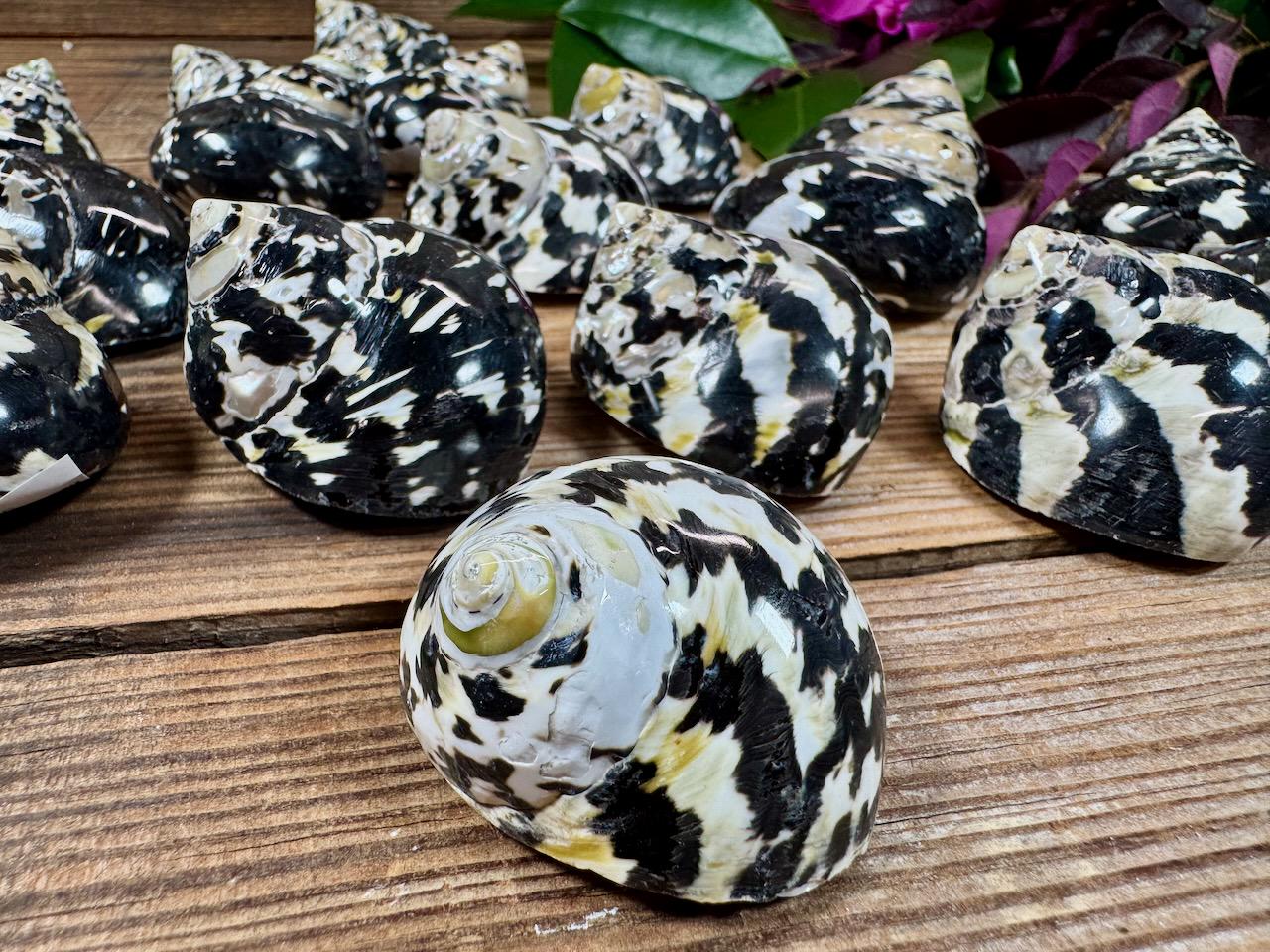 Magpie Shell | West Indian Top | Natural Black & White Cittarium