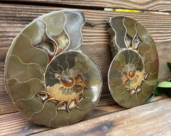 Ammonite Fossil Sliced Pair, authentic fossilized Ammonite specimen