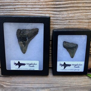 May include: Two black display cases containing fossilized Megalodon teeth on white backing. Each case features a label with a shark illustration and the text Megalodon Tooth Lived 28 to 2.5 million years ago, showcasing dark, triangular teeth.
