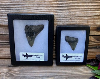 Authentic Partial Megalodon Tooth Fossil | Real Prehistoric Shark Tooth in Display Case