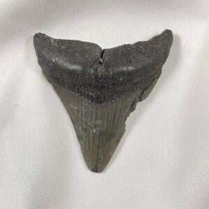 Megalodon 3&quot; long Tooth, authentic fossilized shark tooth