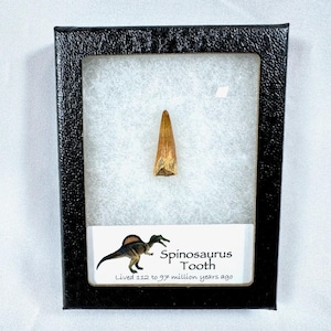 Spinosaurus Tooth Fossil in Display Case, authentic dinosaur tooth specimen