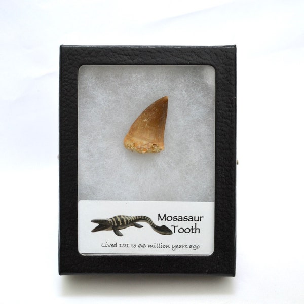 Mosasaur Tooth Fossil in Collector's Display Case, authentic Mosasaurus fossil specimen