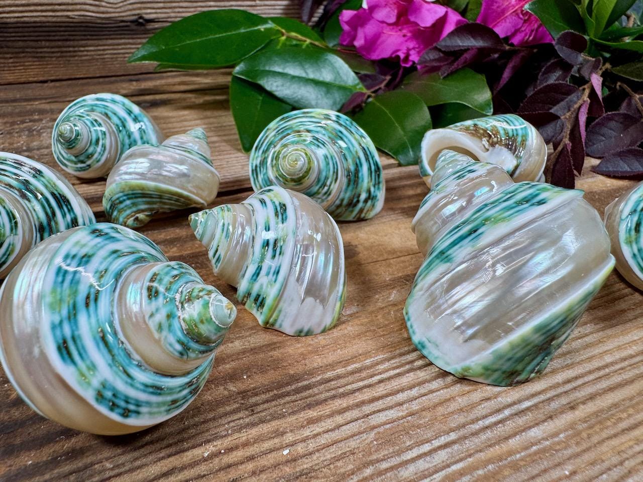 Banded Teal Turban Seashell, Natural Color - Etsy