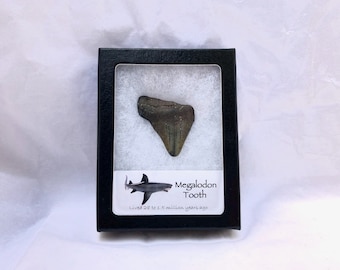 Megalodon Shark Tooth Fossil in Collector's Display Case, authentic shark tooth fossil specimen