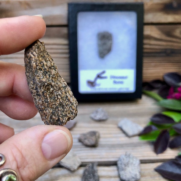 Dinosaur Bone Fossil in Display Case