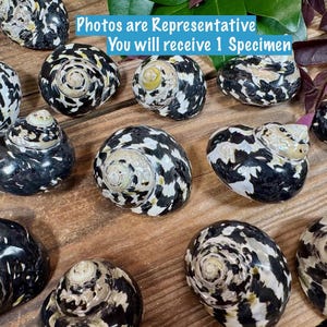 May include: A collection of black and white patterned seashells with spiral designs. The shells are arranged on a wooden surface. The text in the image says "Photos are Representative You will receive 1 Specimen."