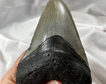 Authentic 4.75" Megalodon Shark Tooth Fossil – Exact Piece Pictured