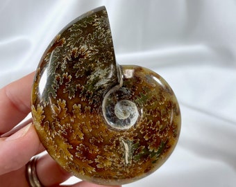 Ammonite Fossil Specimen, fossilized whole polished ammonite