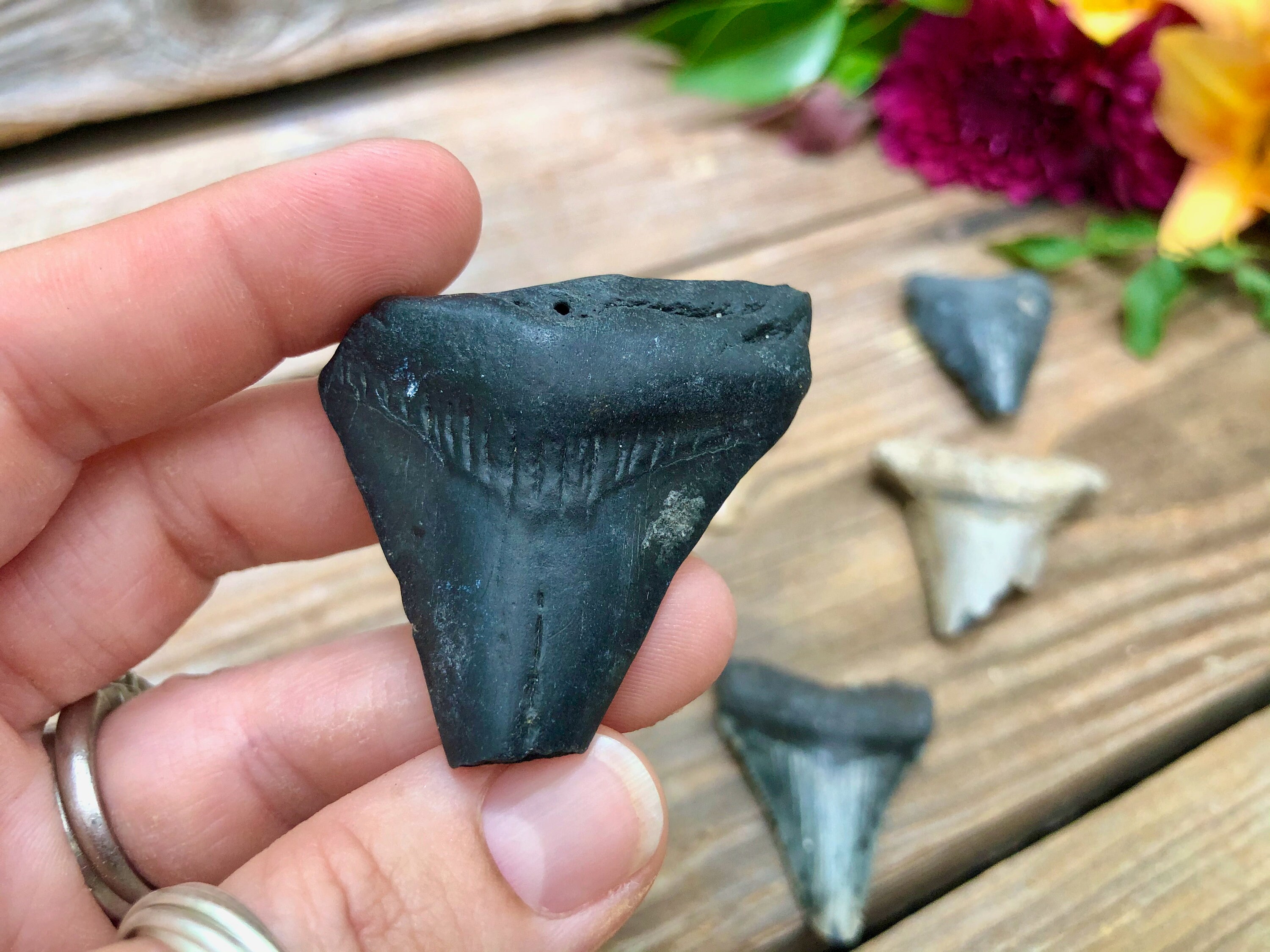 2 x Fossilized Shark Teeth In Display Box Novelty Gift Games Gadgets 