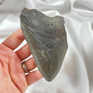 Megalodon 4.25&quot; long Tooth, authentic fossilized shark tooth