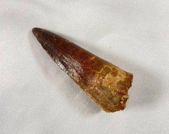 Spinosaurus Tooth Fossil Specimen, authentic genuine dinosaur tooth fossil