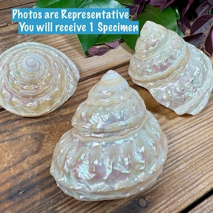 May include: Three iridescent, pearlescent sea shells with a spiral structure and a smooth, glossy finish. The shells display a creamy white color with subtle rainbow reflections. The text in the image reads: Photos are Representative You will receive 1 Specimen.