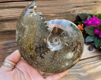 Ammonite Fossil Polished Whole
