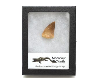 Authentic Mosasaur Tooth Fossil – Fossilized Prehistoric Marine Reptile Tooth in Display Case