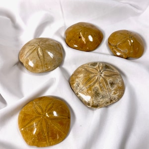 Sand Dollar Fossil