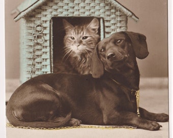 Ugrinovich Cat 1969 Photo by G Postcard