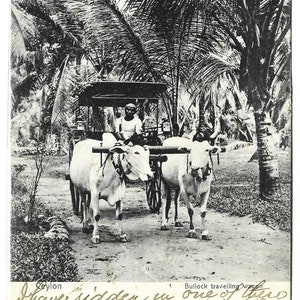 Antique c1905 Postcard, SRI LANKA/ CEYLON, Bullock Travelling Wagon, Plate & Co.