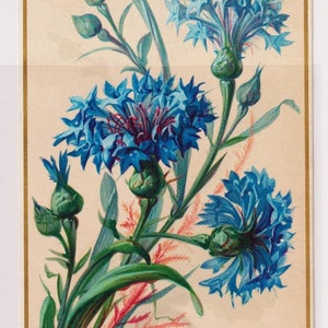 Antieke nieuwjaarskaart/schroot, KORENBLOEMEN, jaren 1890