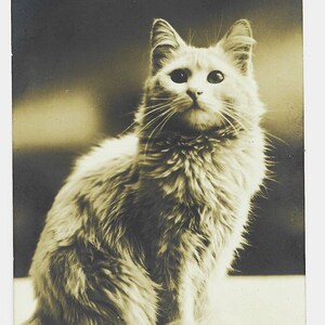 Cartolina fotografica antica, adorabile GATTO BIANCO, N.P.G., c.1910