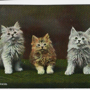 Le TRE GRAZIE, Tre dolci gattini, Foto LANDOR, Cartolina d'epoca, c1905