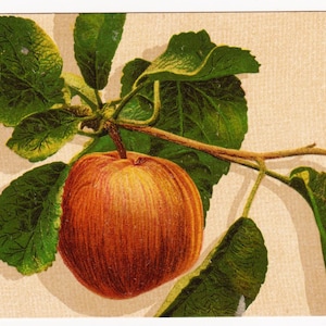 APPLE, cartolina d'epoca dell'artista, 1905 circa, serie Max Ettlinger 5410