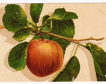 MANZANA, Postal de artista antigua, c1905, Serie Max Ettlinger 5410