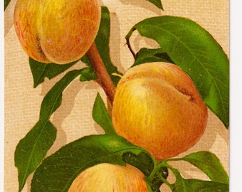 MELOCOTÓN, postal antigua de artista, c. 1905, Max Ettlinger, serie 5410