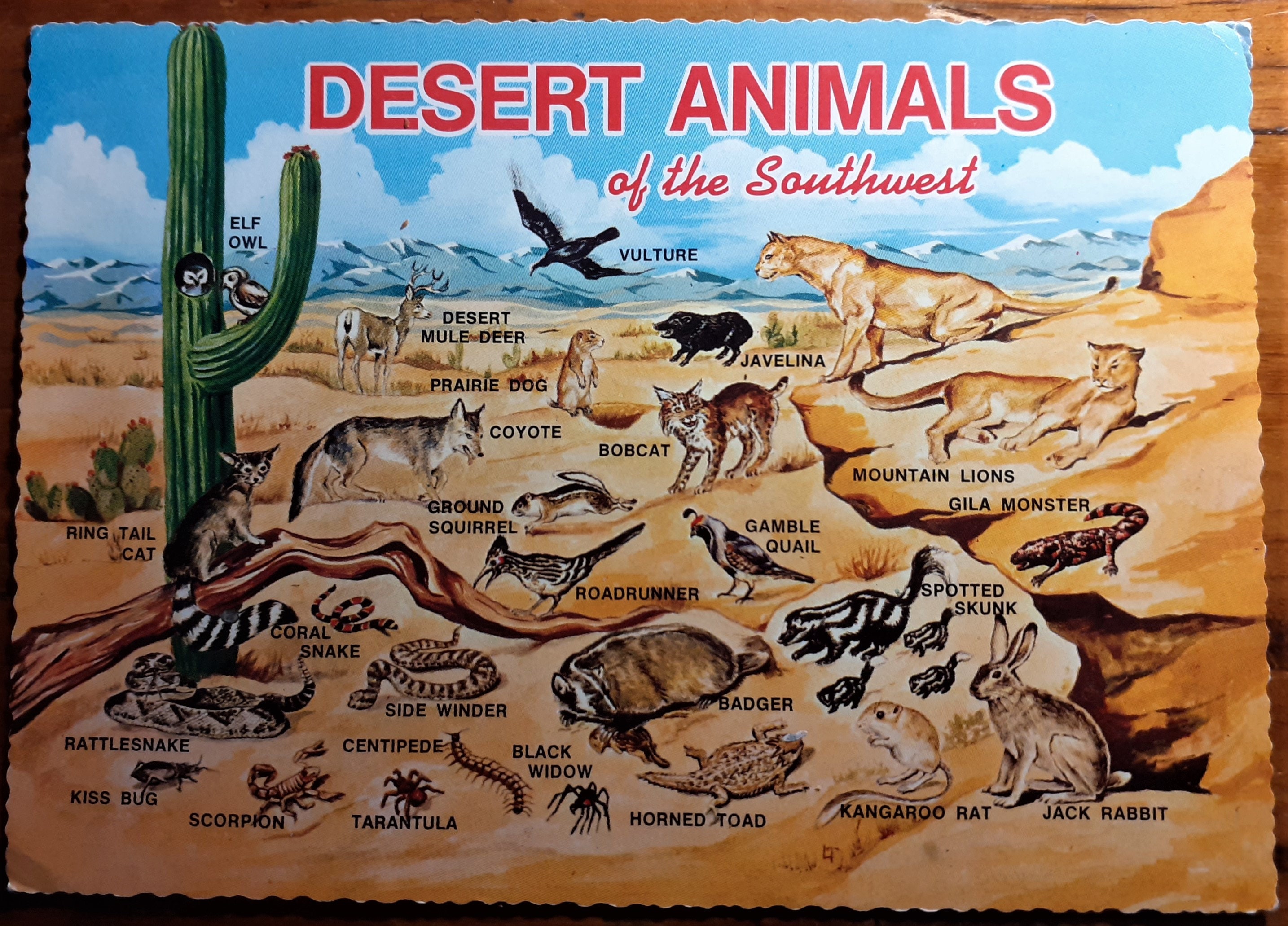 DESERT ANIMALS of the SOUTHWEST Vintage Postcard C1970s - Etsy Australia DESERT ANIMALS of the SOUTHWEST Vintage Postcard C1970s - Etsy Australia