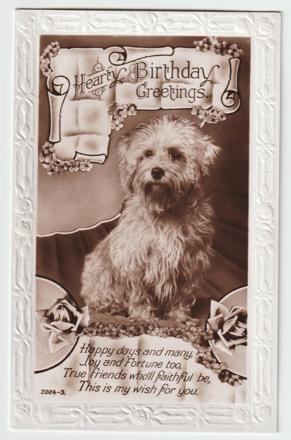 Funny Little Curly Haired Terrier Vintage Real Photo Etsy