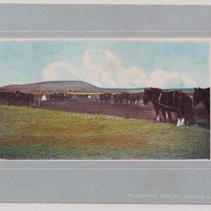 May include: A vintage postcard featuring a colorized illustration of a team of dark brown draft horses pulling a plow through a field. The scene includes a distant hill under a blue sky with white clouds. The text reads PLOUGHING DARLING DOWNS, S. QUEENSLAND.