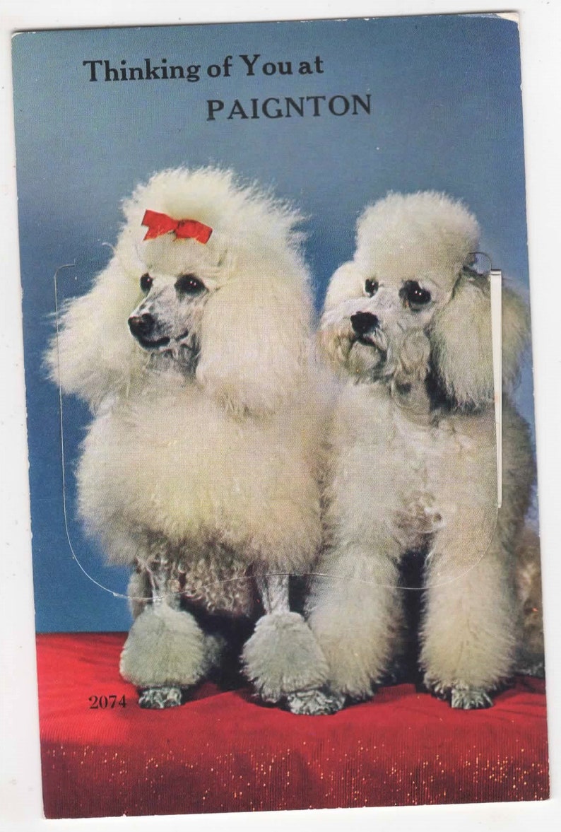Novelty Fold Out of Paignton Valentines Two POODLES Thinking of you at PAIGNTON Vintage Postcard c1950 Devon