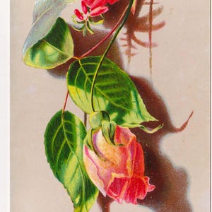 Bocciolo di ROSA ROSA ed Erica, antico biglietto di auguri di COMPLEANNO/Effimero dell'artista vittoriano, c1890, Glimmer
