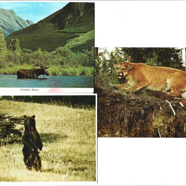 CANADIAN ANIMALS,  Moose, Grizzly Bear and Mountain Lion, Vintage Real Photo Postcards, Lot of 3, c1970s