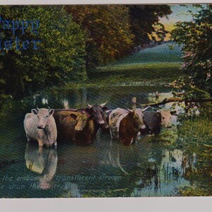 BESTIAME nel FIUME, Antica cartolina di PASQUA, Tucks Photochrome Pleasant Pastures #4447, pubblicata nel 1906