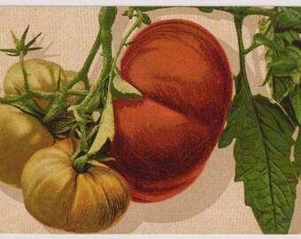 TOMATES, Postal antigua de artista, c1905, Max Ettlinger Serie 5410