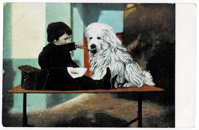 Feeding him Porridge?! Vintage Postcard c1908 Big HAIRY DOG and CHILD