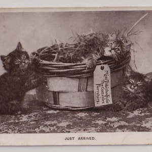GATTINI DOLCI in cestino, cartolina fotografica antica, pubblicata nel 1907, serie lucida Regents