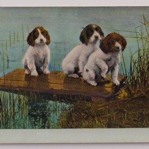 Süße WELPEN, SPANIELS, Antike Echtfoto-Postkarte, Gesendet in 1907, T.E.L.864