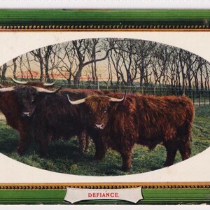 BOVINS DES HIGHLANDS, DEFIANCE, Carte postale ancienne, Série nationale, Publié en 1903