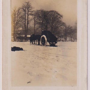 HORSES and WAGON putting out Winter Feed in Field covered with Snow, Farm Life, Antique Real Photo Postcard, c1905