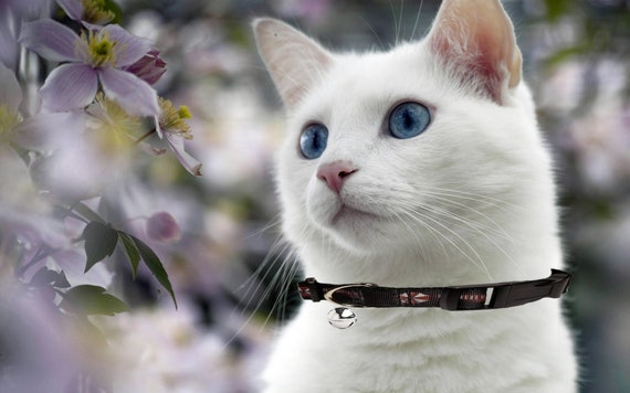 UMBRELLA CORPORATION RESIDENT EVIL ZOMBIE CAT COLLAR UMBRELLA CORPORATION RESIDENT EVIL ZOMBIE CAT COLLAR