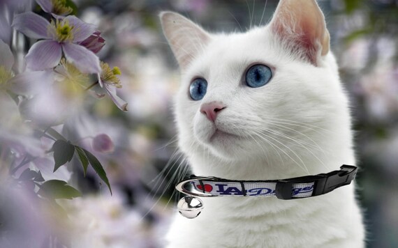 dodgers cat collar