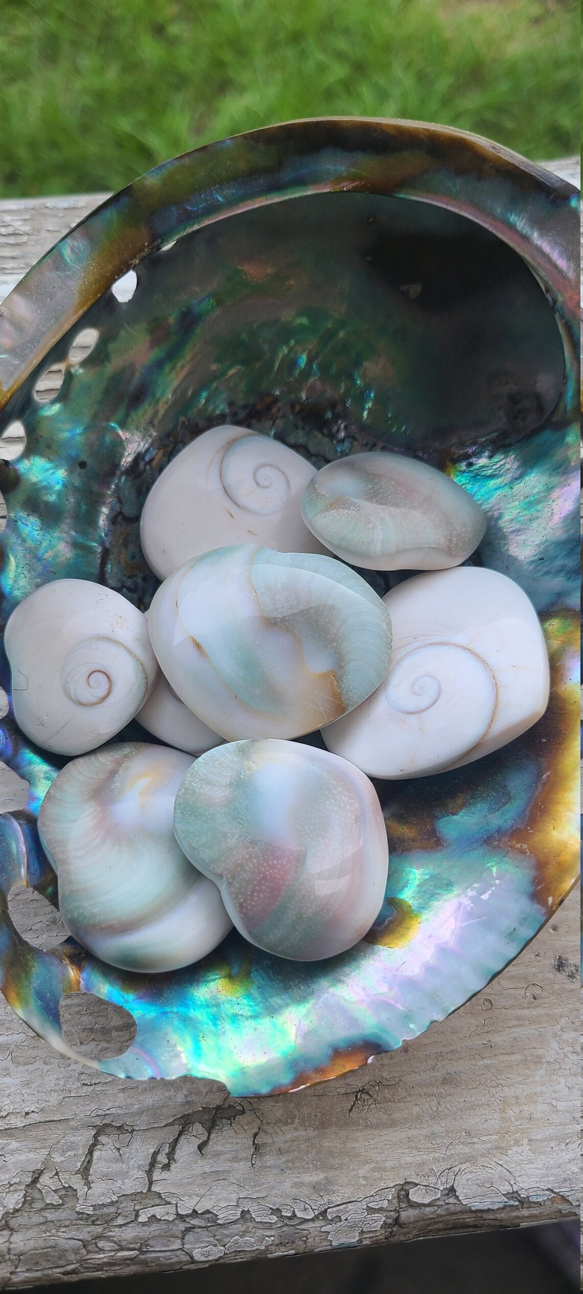 Shiva Shell Heart Third Eye Heart Shiva Shell | Etsy