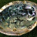 see more listings in the Abalone Shells section