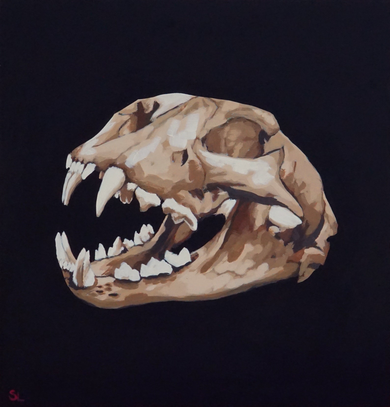 Cougar Skull Animal Bones Skeleton Still Life Original Acrylic | Etsy