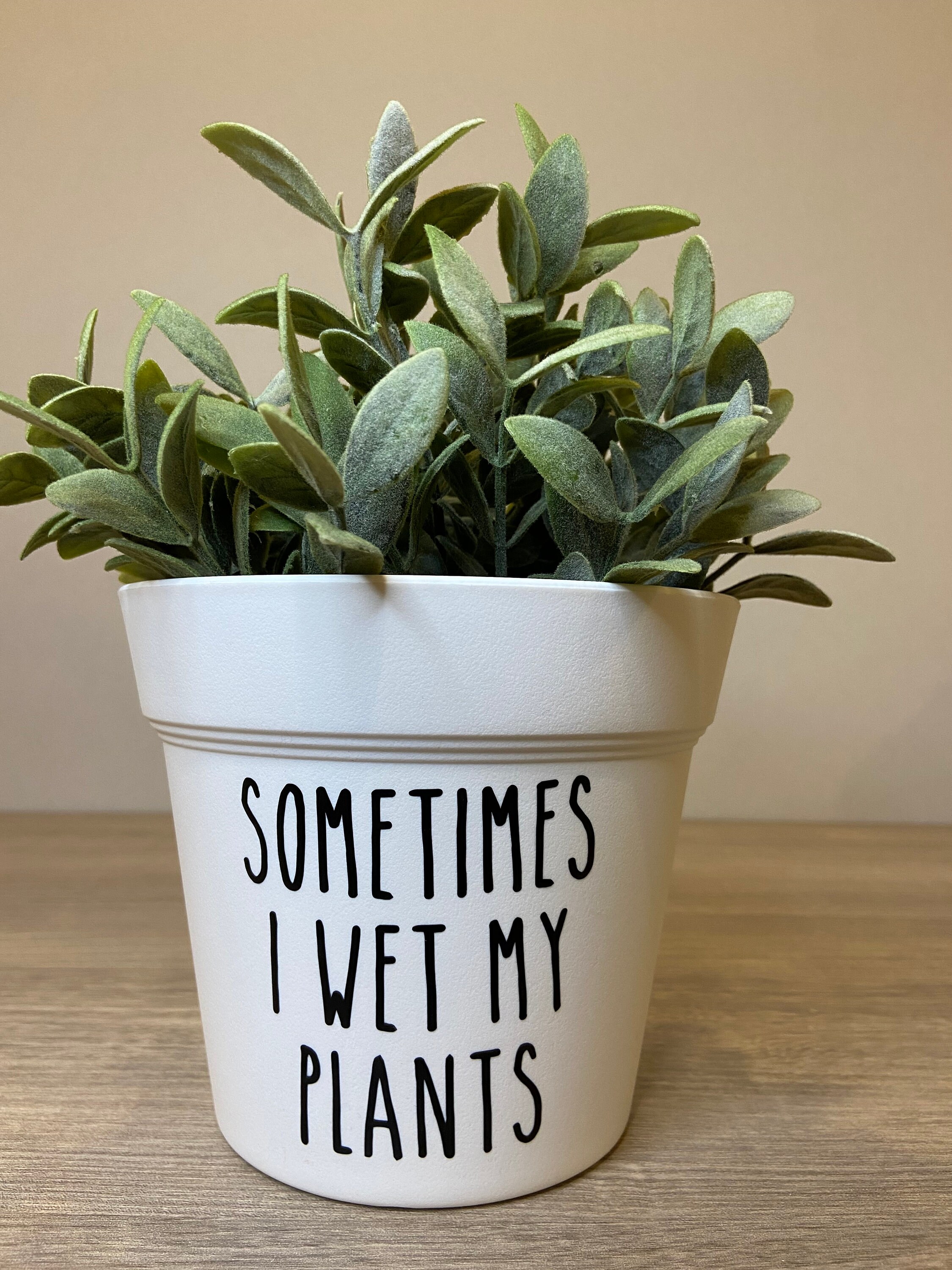 rare elephant ear plant Variegated Alocasia Elephant Ear Plants  naturalbabyshowerwed.co.uk